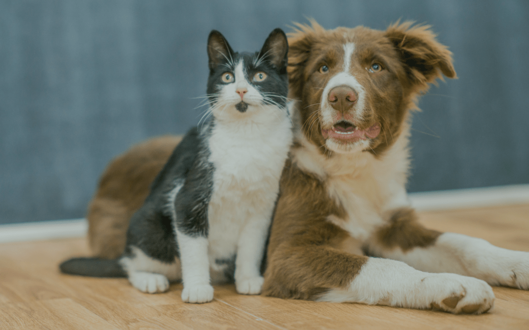 Ubezpieczenie psa i kota: Jak zabezpieczyć swojego pupila w nagłych wypadkach?