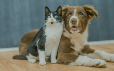 Ubezpieczenie psa i kota: Jak zabezpieczyć swojego pupila w nagłych wypadkach?